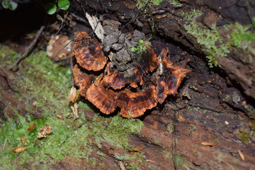 Hymenochaete microcycla · November 2025 · photo: © davidwhyte (iNaturalist, cc-by-sa)