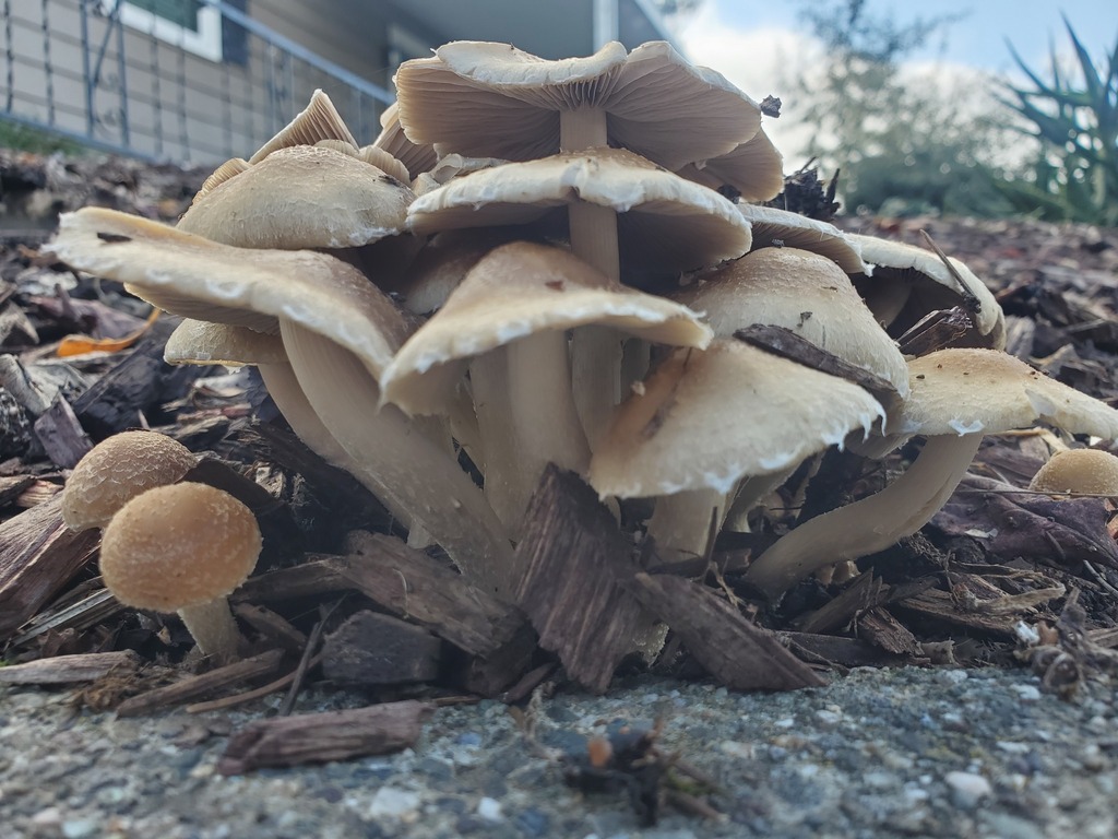 Candolleomyces candolleanus · November 2025 · photo: © arlenedevitt (iNaturalist, cc-by)
