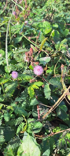 Giant False Sensitive Plant