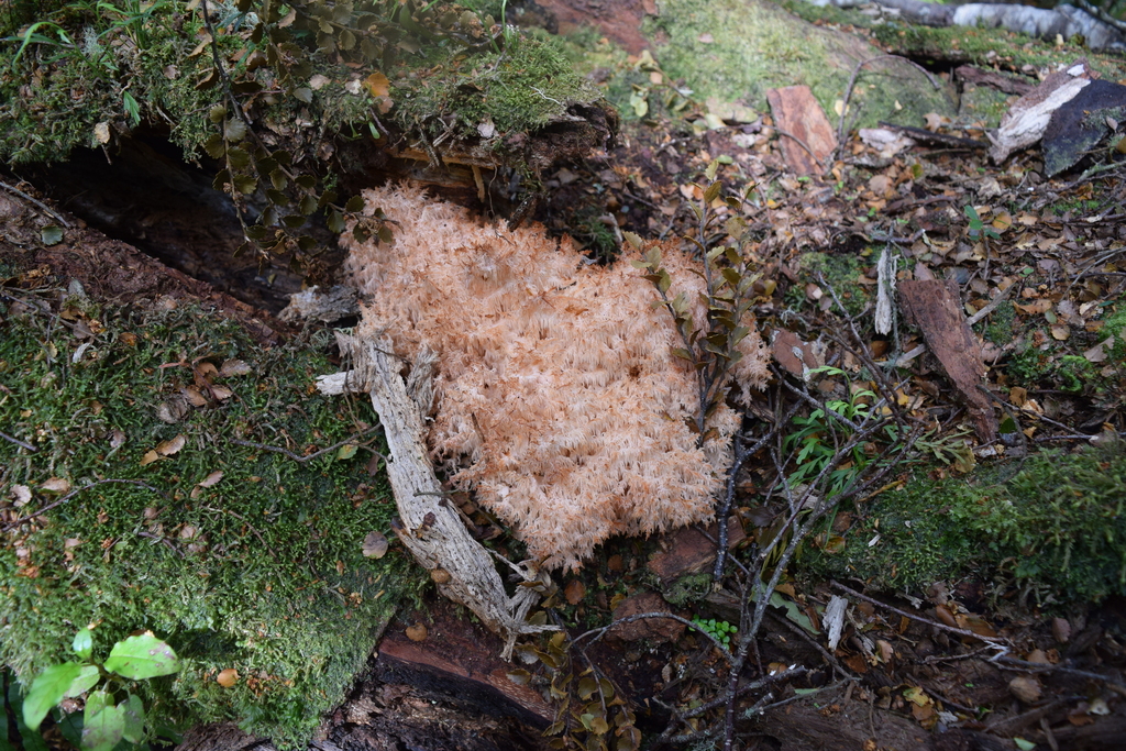 Hericium novae-zealandiae · November 2025 · photo: © davidwhyte (iNaturalist, cc-by-sa)