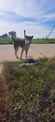 Domestic Dog