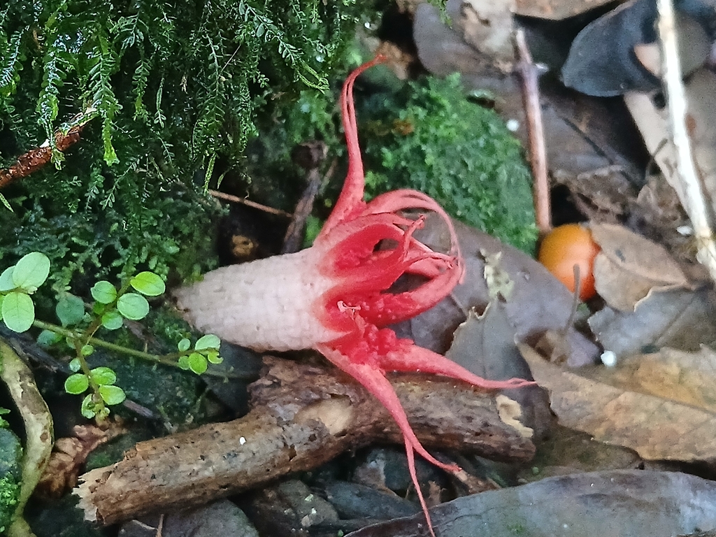 Aseroe rubra · November 2025 · photo: © claire_grace83 (iNaturalist, cc-by)