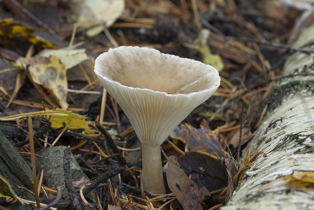 Ampulloclitocybe