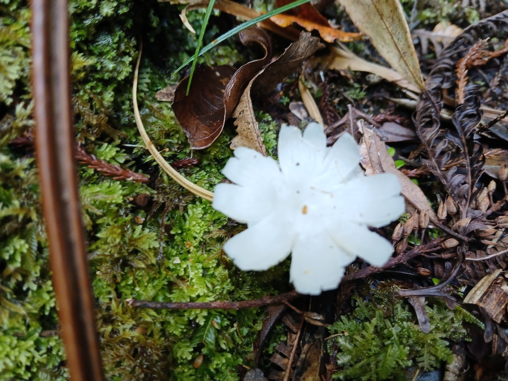 Humidicutis mavis · November 2025 · photo: © claire_grace83 (iNaturalist, cc-by)