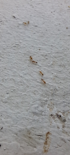 Pharaoh Ant