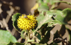 Phthiria chilena