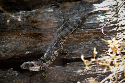 Oaxacan Spiny-tailed Iguana