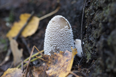 Coprinopsis lagopides