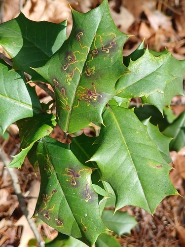 Unknown species found near Wildewood, MD, USA