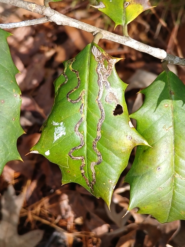Unknown species found near Wildewood, MD, USA