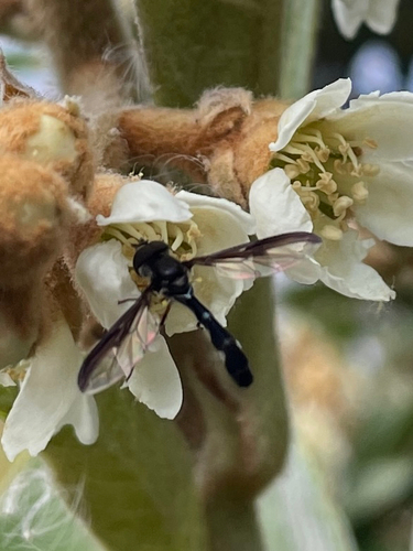Unknown species found near South Carolina, US