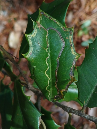 Unknown species found near Wildewood, MD, USA