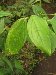 Piper lenticellosum