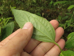 Piper lenticellosum