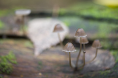 Mycena stipata