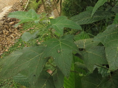 Solanum acerifolium