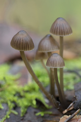 Mycena stipata