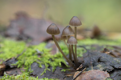 Mycena stipata