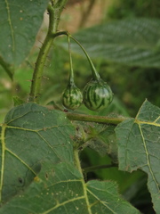 Solanum acerifolium