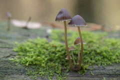 Mycena stipata