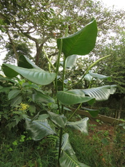 Magnolia yarumalensis