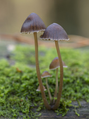Mycena stipata