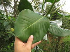 Magnolia yarumalensis