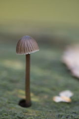 Mycena stipata