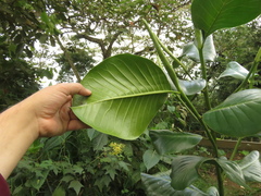 Magnolia yarumalensis