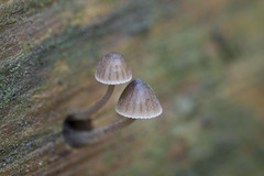 Mycena stipata