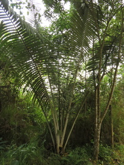 Ceroxylon alpinum