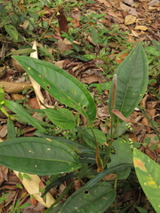 Anthurium caucanum