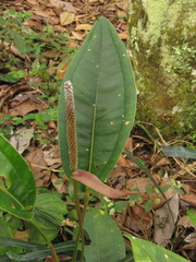Anthurium caucanum
