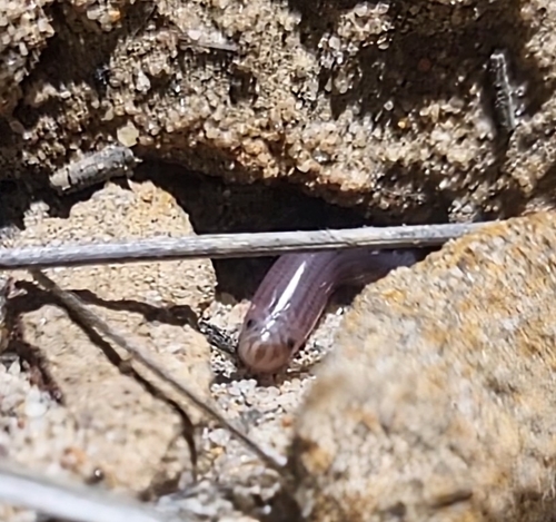 Blackish Blind Snake sighting