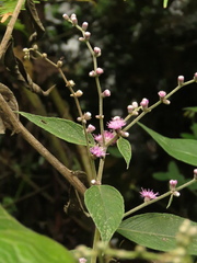 Lepidaploa canescens