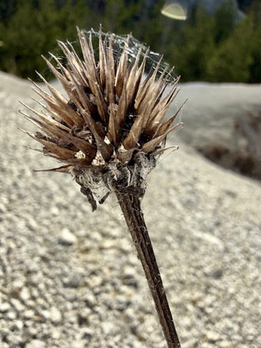 Pale Purple Coneflower (Echinacea pallida)