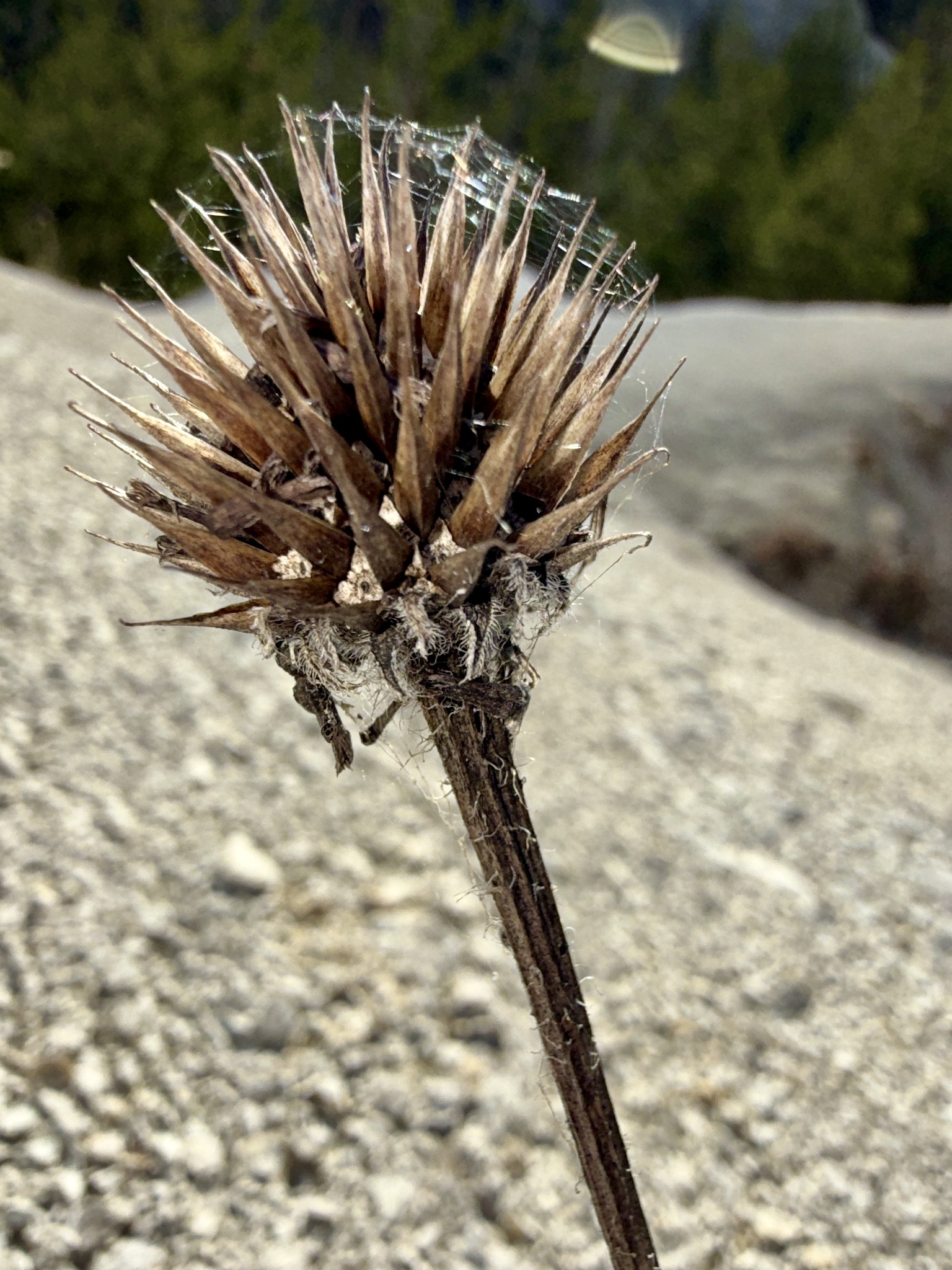 Pale Purple Coneflower (Echinacea pallida)