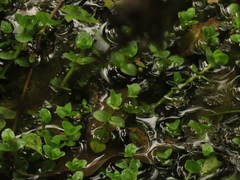 Bacopa salzmannii