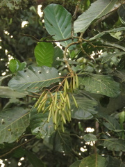 Ladenbergia oblongifolia