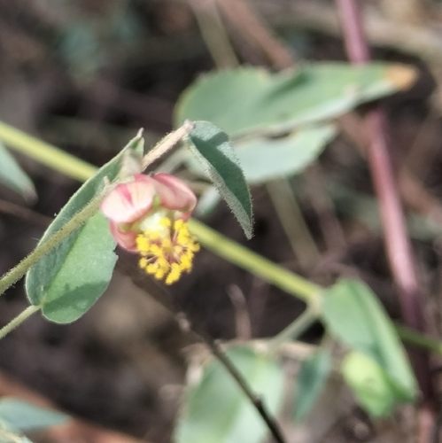 Abutilon mucronatum (Abutilon mucronatum)