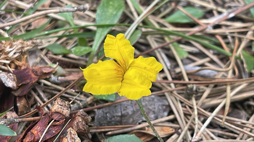 Goodenia lanata, photograph 5