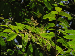 Toxicodendron striatum