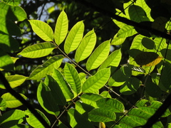 Toxicodendron striatum
