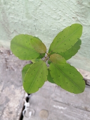 Porophyllum punctatum