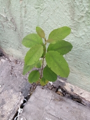 Porophyllum punctatum