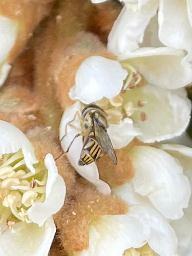 Unknown species found near South Carolina, US
