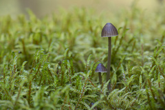 Mycena stipata