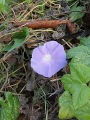 Ipomoea nil