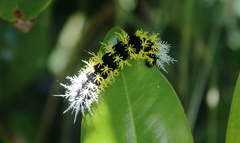 Leucanella fusca