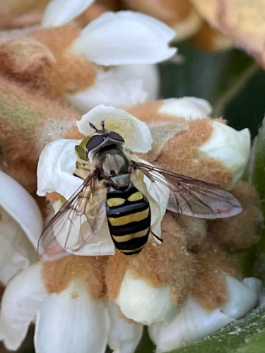 Unknown species found near South Carolina, US
